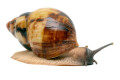 Archachatina marginata egregia Cameroon two-tone adult
